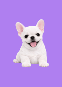 Plush Frenchie Purple 01