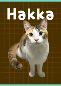 ストリート出身　ハッカちゃん着せかえ