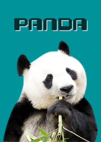 PANDA -Cute Panda
