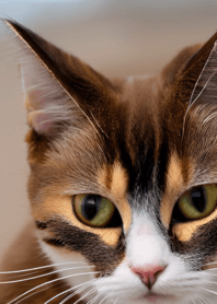 Nyanko Great Runaway#baakg36