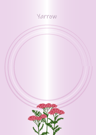 July's birth flower,Yarrow
