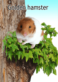 Golden hamster in nature