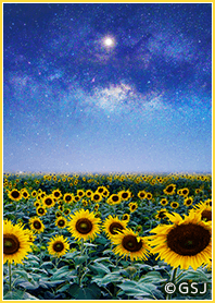 The Milky Way and a sunflower field