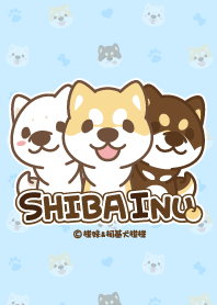 柴犬大集合！