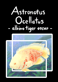 albino tiger oscar(astronotus ocellatus)