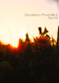 Dandelion Photo#6-5 Not AI