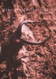 Stag Beetle Photo #1-4 Not AI