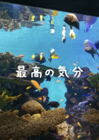 繽紛珊瑚礁水族館