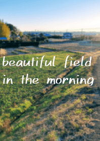 Beautiful field in the morning