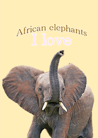 African elephant love "South Africa"