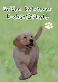 Puppy!Golden Retriever K-chan.Photo.