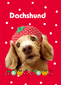 Dachshund and fruit wear@Pet Grand Prix