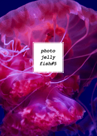 PHOTO-JELLYFISH#5
