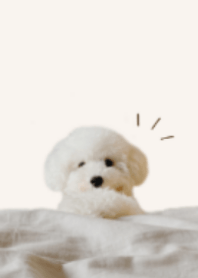 Cute White Toy Poodle Theme 1