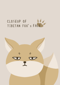 CLOSEUP OF TIBETAN FOX's FACE/BEIGE/BR