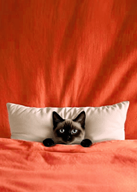 Fun playful cat blanket-Siamese cat3N