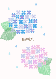 Hydrangea watercolor29 from Japan