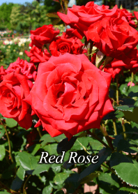 "Red Rose 3" theme