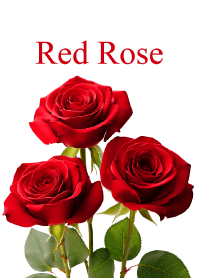 "Red Rose vol.8" theme