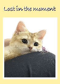 Whisper of Feathers (Pink)