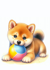 Shiba onthe Field