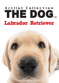 THE DOG Labrador Retriever