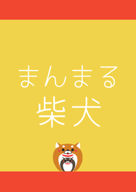 Japanese midget Shiba !