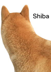 柴犬の日常3 【ツンデレのツンMAX】