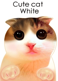 Cute Cat White