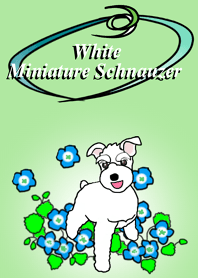 ホワイトミニチュアシュナウザーのきびくん