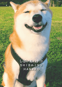 しばいぬハナコのきせかえ 14【柴犬写真】