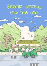 Rabbit waiting for the car2