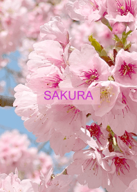 Spring is almost here. SAKURA.75