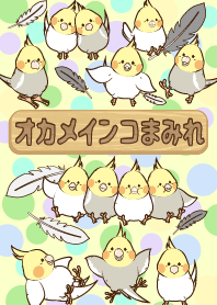 Many cockatiels#pop