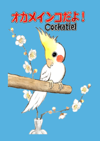 オカメインコだよ！