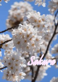 Cherry blossoms "sakura" spring