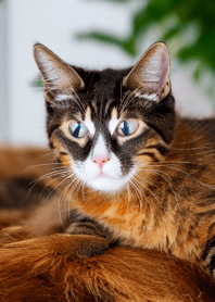 nyanko great runaway#bpux07