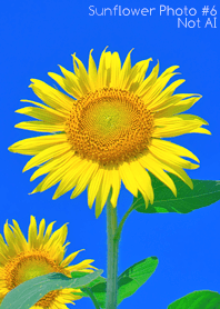 Sunflower Photo #6-8 NotAI