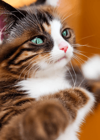 Nyanko Great Runaway#machaz05.