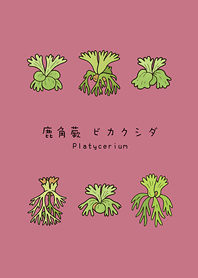 我養的鹿角蕨(玫瑰霧粉)