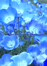 NEMOPHILA-Flower 19