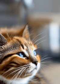 Nyanko Great Runaway#MWLAU012.