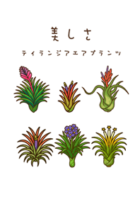我養的空氣鳳梨開花期(純白色)
