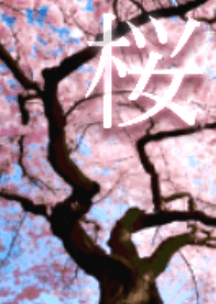 Spring, The cherry blossom tree fix