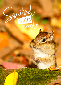 秋 着せかえ Squirrel and maple