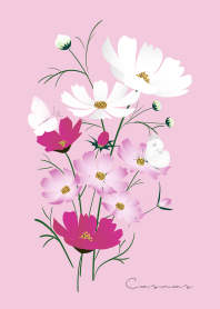 "cosmos"pink26_2