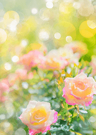 Beautiful rose flower(R2619)