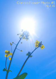 Canola Flower Photo #5-13 NotAI