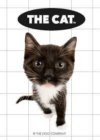 THE CAT lattice