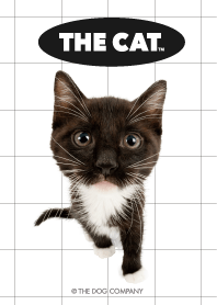 THE CAT lattice vol.2